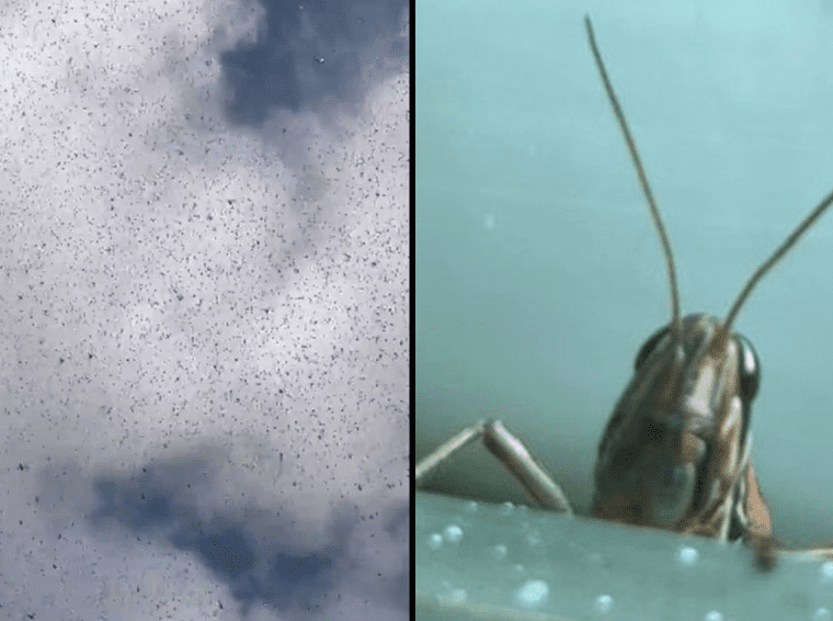 ¿Podría ser el apocalipsis? Miles de langostas sobrevuelan Mérida