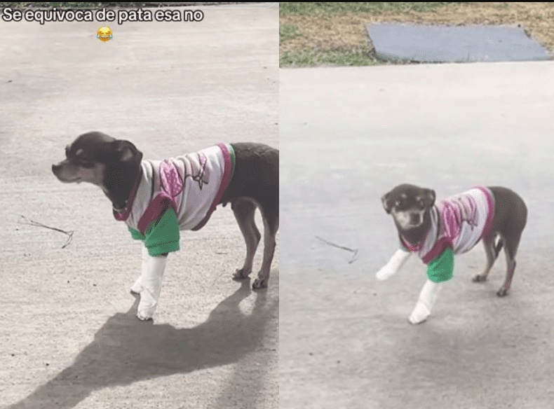 Perrita confunde pata lastimada para exagerar dolor