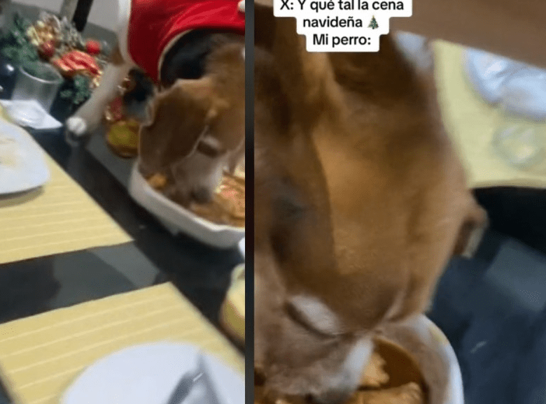Perrito se come la cena de Navidad de su familia