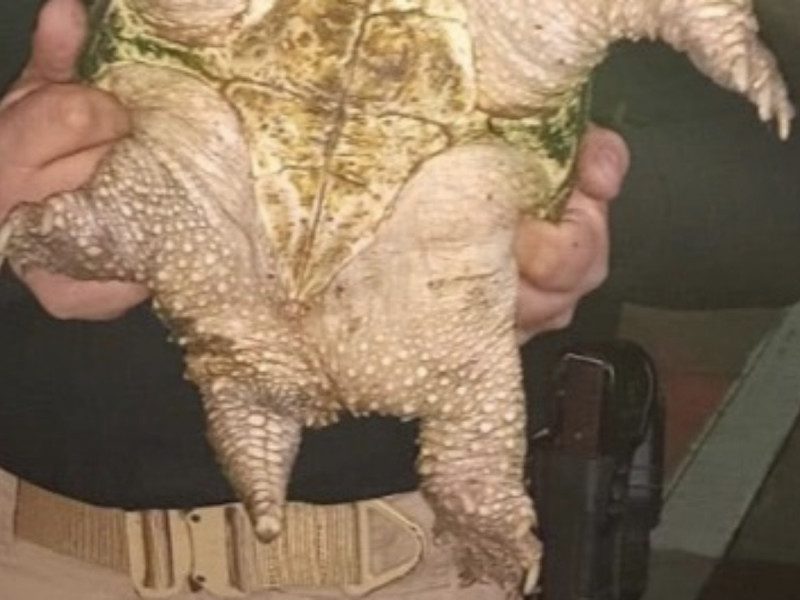 Capturan a reptil “dinosaurio” en CDMX