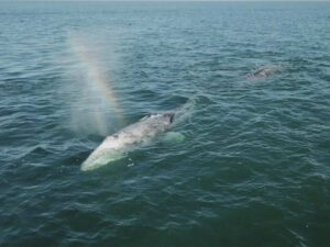 Termina la alerta de muerte masiva de ballenas grises en Norteamérica