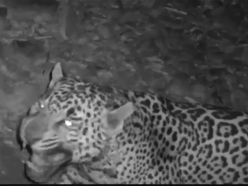Avistamiento de Jaguar, la especie que estuvo al borde de la extinción
