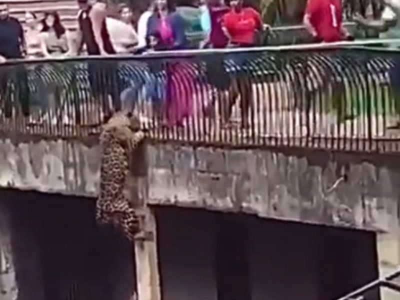 Jaguar de zoológico salta muro de hábitat y asusta a visitantes