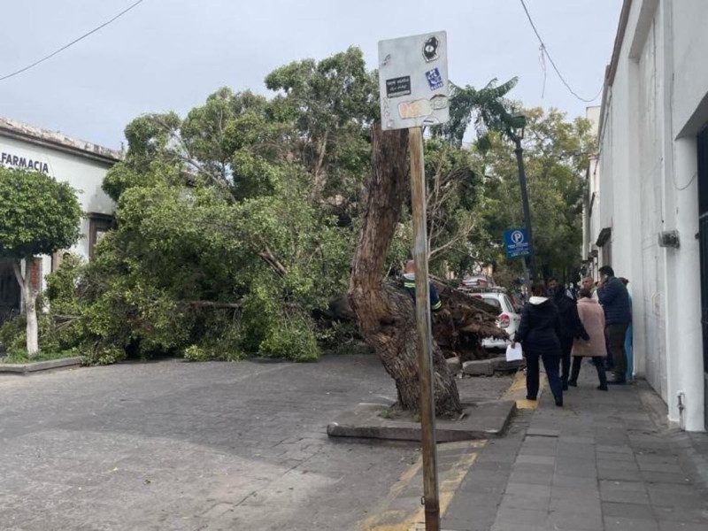 Vientos intensos tiran árboles en San Luis Potosí