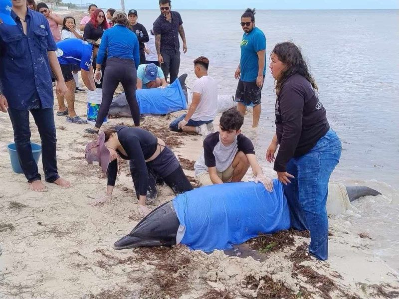 Salvan a delfines varados en playas de Yucatán