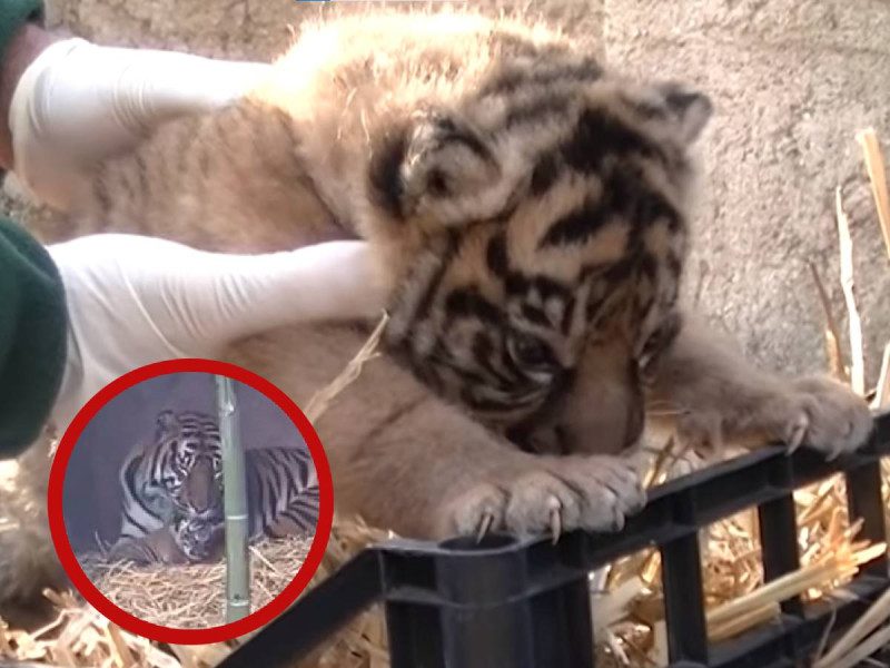 Tigresa de Sumatra nace en Roma y conquista las redes