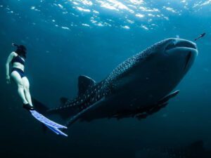 Estudio revela disminución en la población global de tiburones