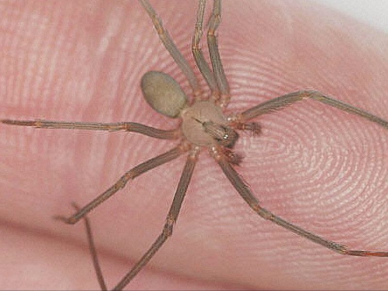 Empleado de Miniso en Xalapa mordido por araña violinista