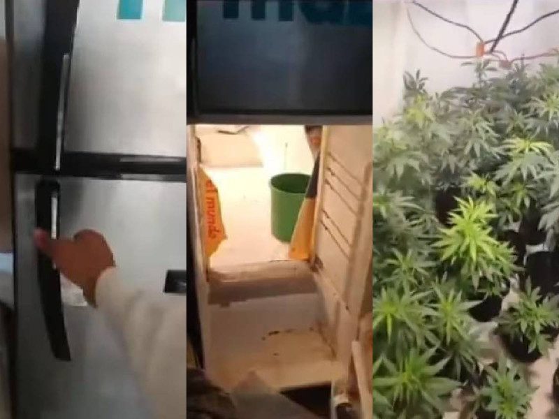 Descubren invernaderos de marihuana tras refrigeradores