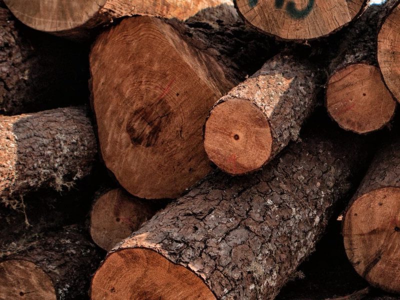 México utiliza ‘huella dactilar’ de la madera para combatir tala ilegal