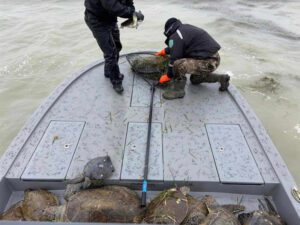 Rescatan 336 Tortugas Marinas en la Frontera México-EU; 104 no sobreviven al Frío