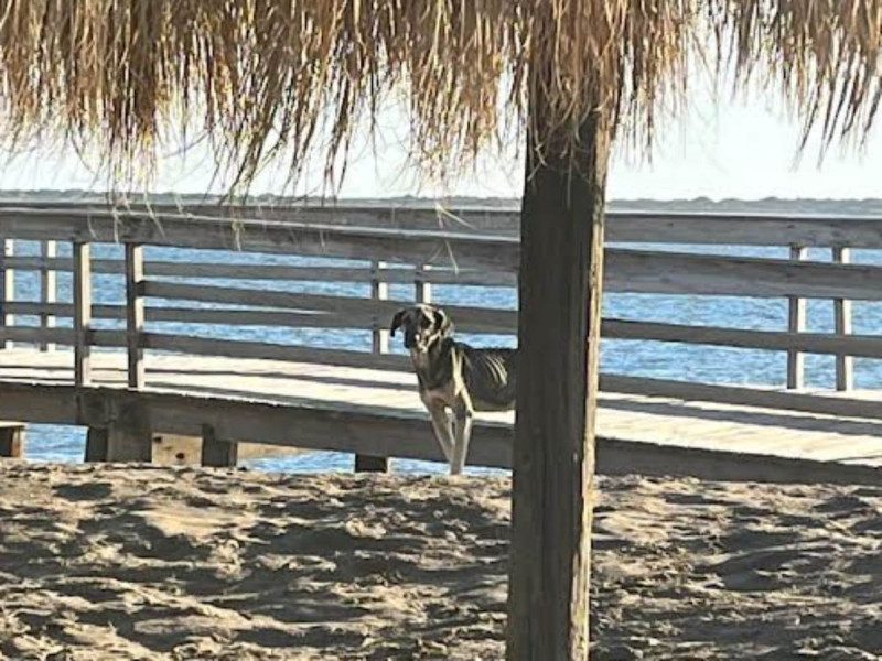 Envenenan a 12 perros y 2 gatos en playa de Sinaloa
