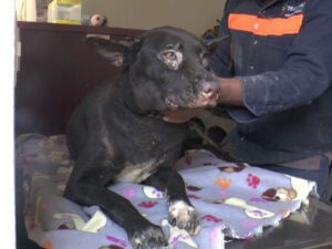 Perrita Princesa víctima de explosión provocada por su dueño en Tecámac