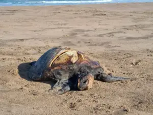 Sea Shepherd protege tortugas caguama en México