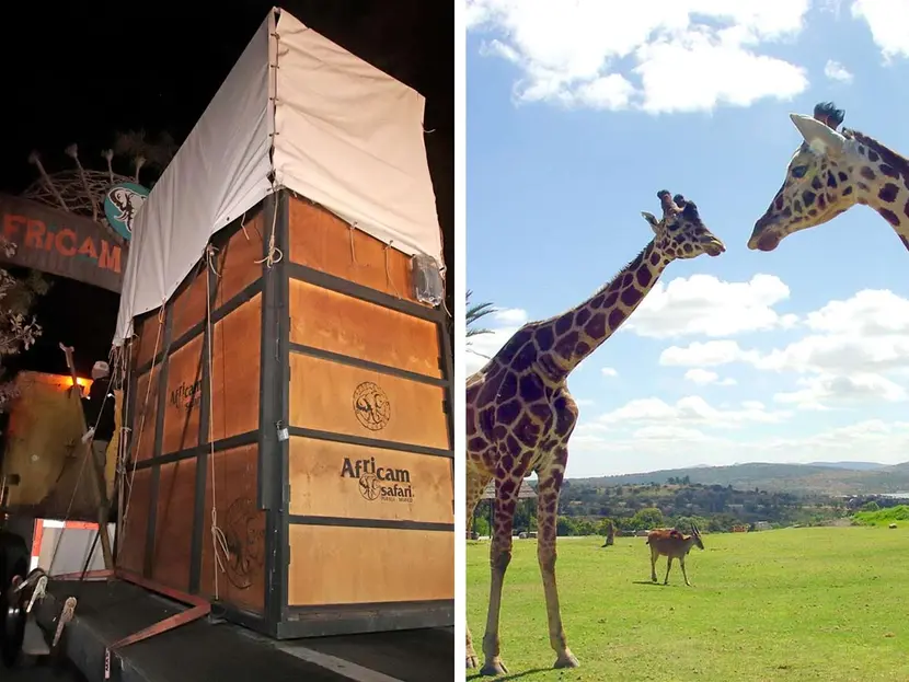 La jirafa Benito, conoció a su nueva familia: Esta fue su reacción