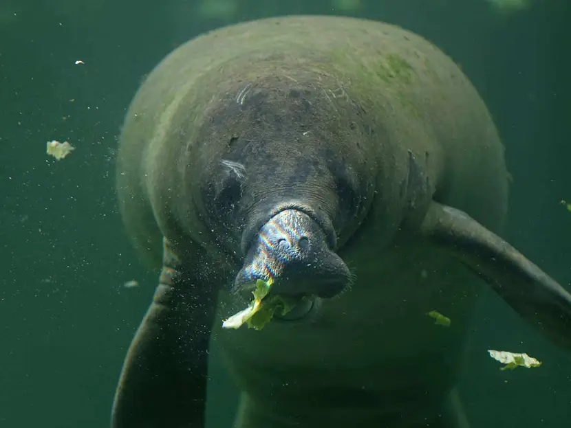 Manatíes descubiertos en cuevas de Yucatán; advierten amenaza en su entorno