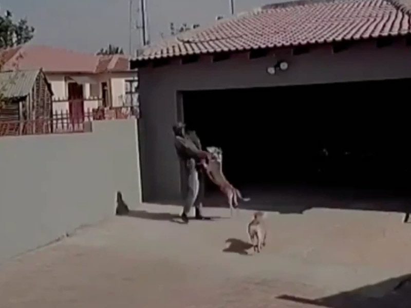 Perros muerden durante 3 minutos a ladrón