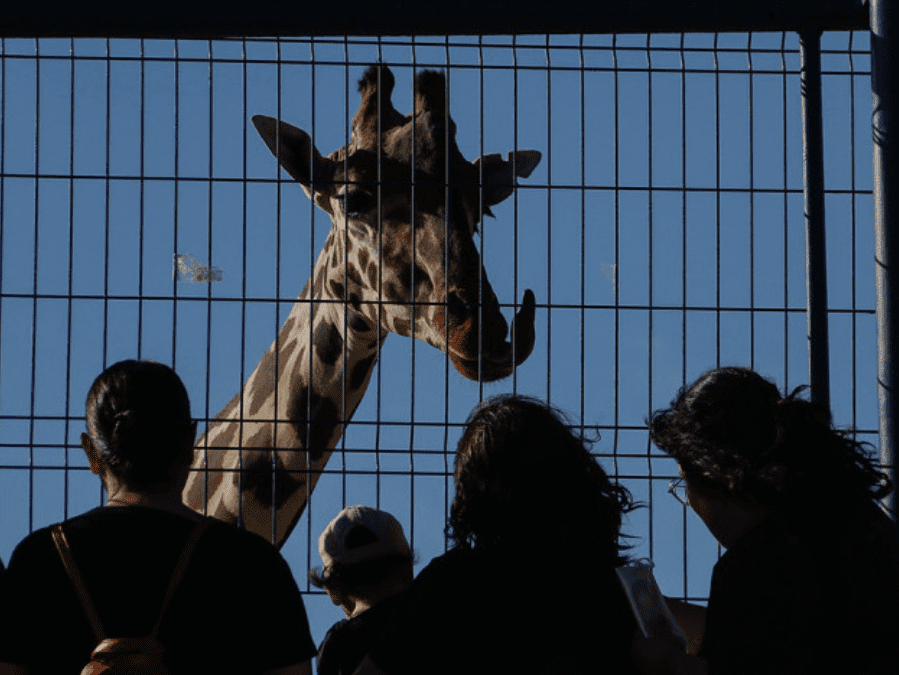 La jirafa ‘Benito’ ahora vivirá en Africam Safari