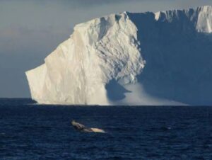 El iceberg A23 sigue a la deriva, poniendo en peligro las rutas de alimentación de los animales