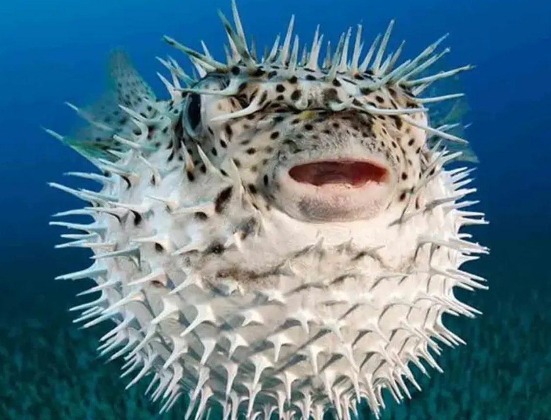 Persona muere al cocinar un regalo de pez globo