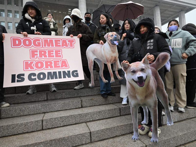 Corea del Sur oficializa la prohibición de carne de perro