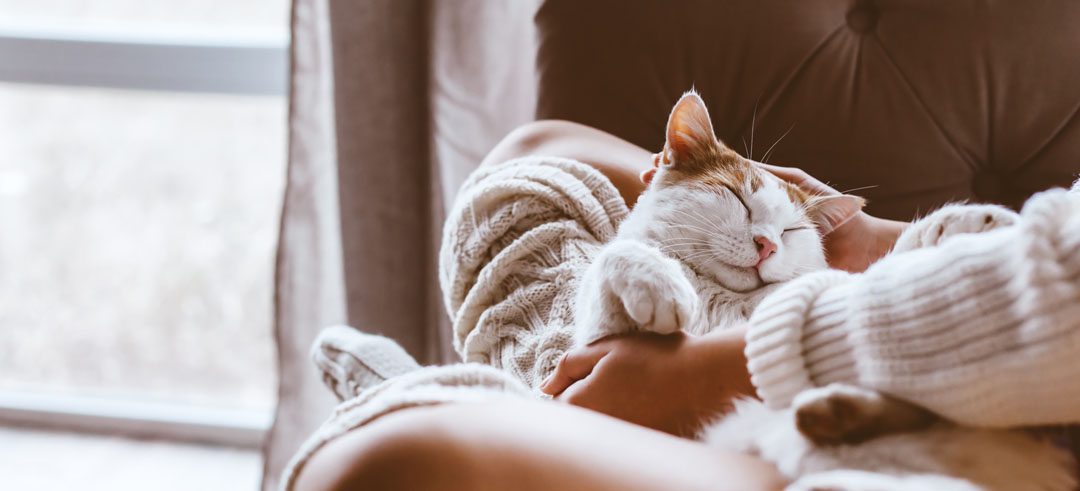 Abuela, deja herencia millonaria a sus mascotas