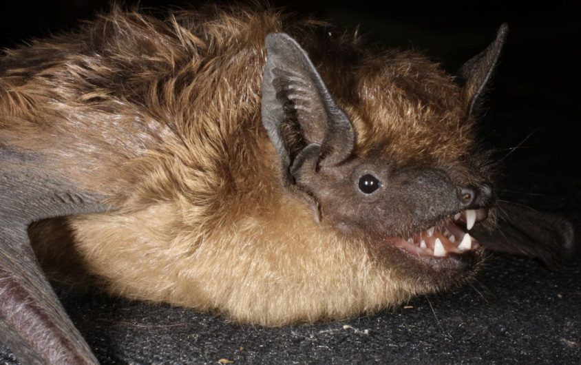 Murciélago ataca a joven en sala de cine en Hidalgo