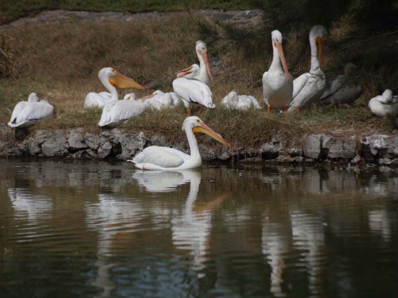 Desde Estados Unidos y Canadá, llegan pelícanos al Bosque de San Juan de Aragón