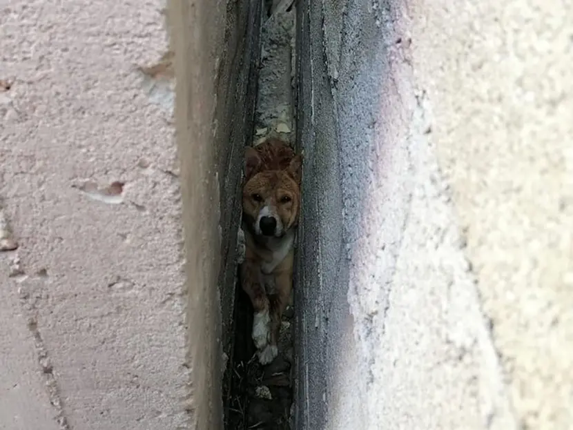 Rompen un muro para salvar a perrito atrapado entre dos bardas