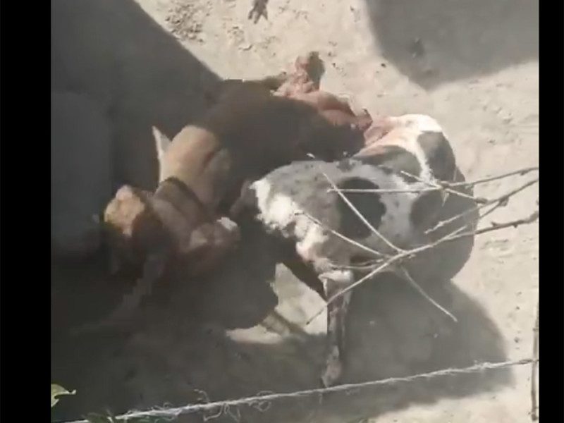Sujeto atrapa a perritos callejeros para que sus pitbulls los ataquen