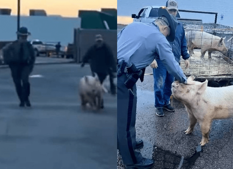 Cerdo ocasiona persecución en Springfield; lo apodan ‘puerco araña’