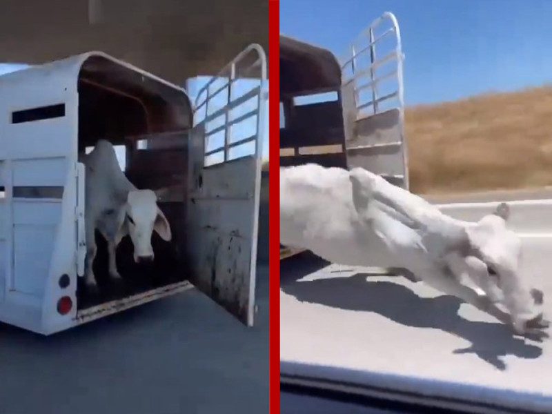 Una res cae en plena carretera; el ganadero había olvidado cerrar el remolque 