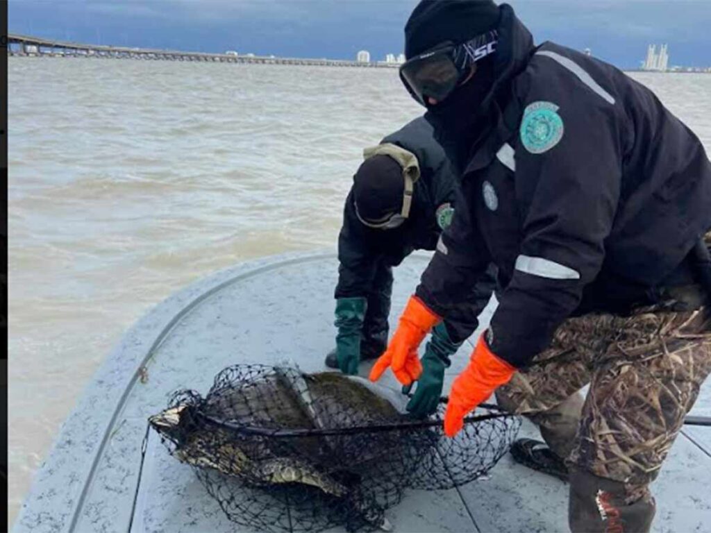 Rescatan 336 Tortugas Marinas en la Frontera México-EU; 104 no sobreviven al Frío