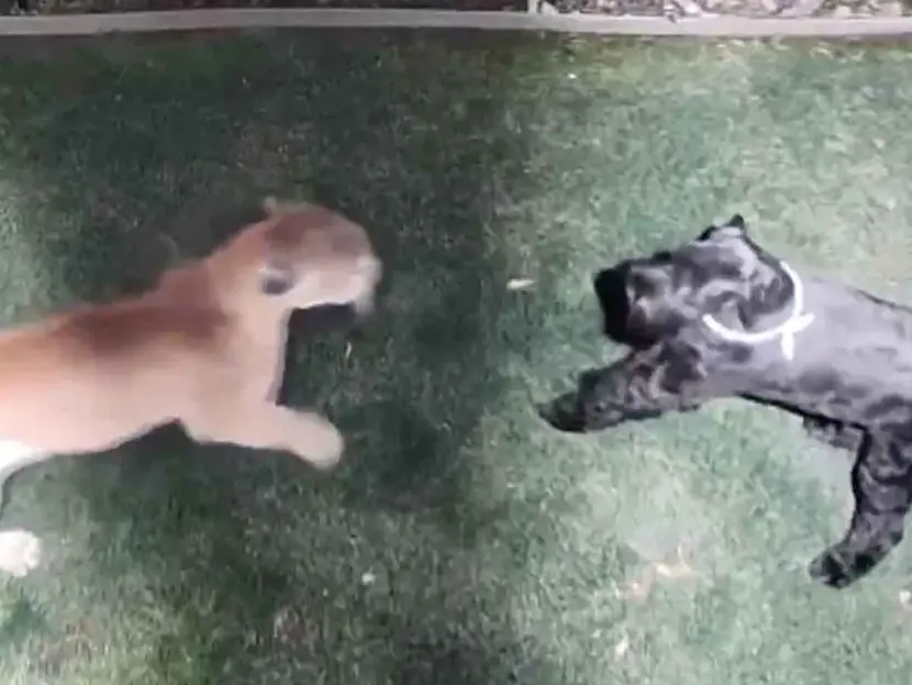 Enfrentamiento entre perrita y puma salvaje en California