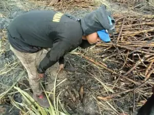 Falta de respuesta de Profepa: Nueve crías de Tigrillo calcinadas en Veracruz