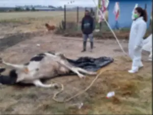 Muerte de ganado en Hidalgo vinculada a la pollinaza