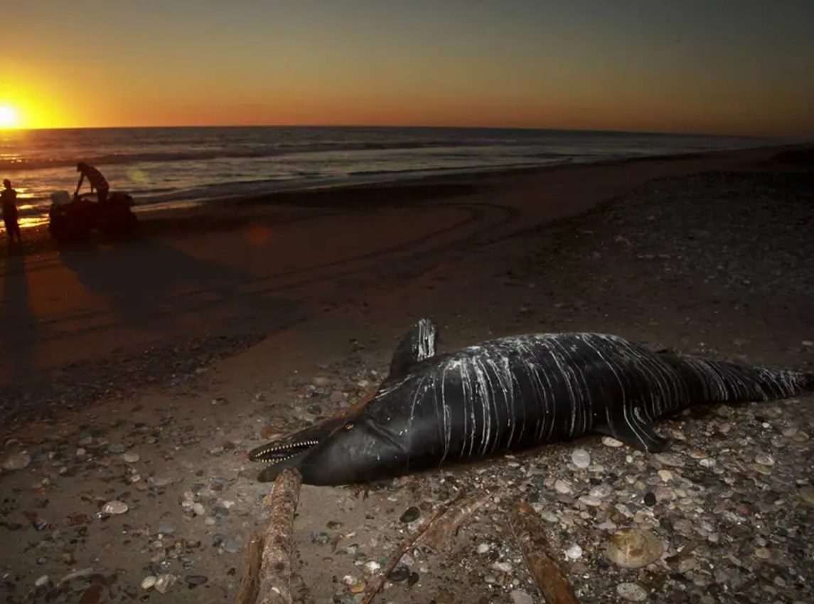 32 delfines han muerto en el hábitat de la vaquita marina en BC
