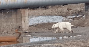 Osos polares en peligro de morir de inanición por largo verano ártico