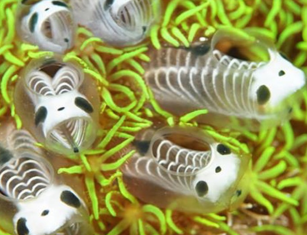 Descubren nueva especie marina: ascidia esqueleto panda