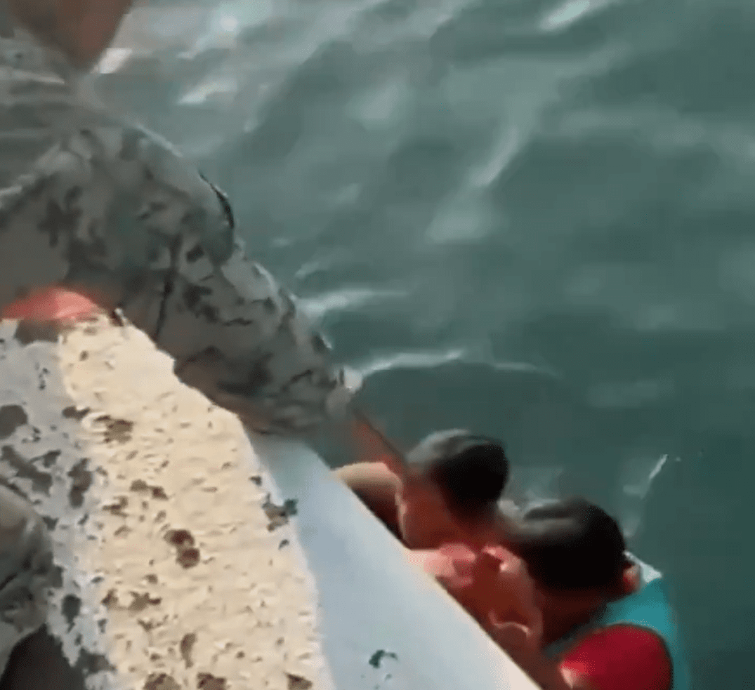 Elementos de la SEMAR rescatan a una bebé que cayó al mar en Veracruz