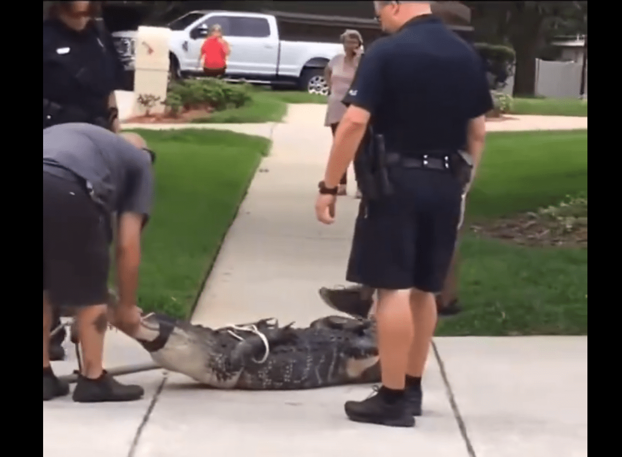 Caimán noquea a su captor de un cabezazo