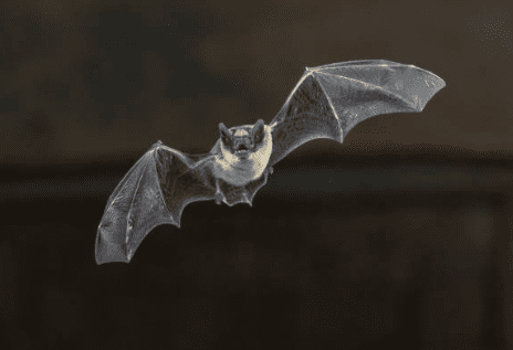 Encuentran murciélagos con el virus de la rabia en Nuevo León