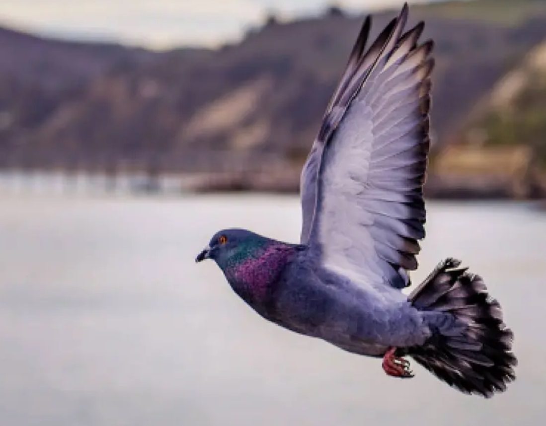 India libera paloma acusada de espionaje chino después de 8 meses