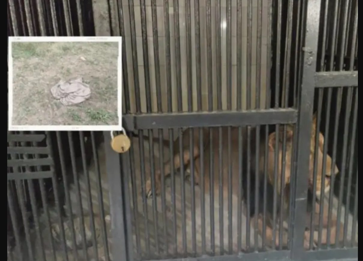 Hombre muere al intentar tomarse una selfie con un león que lo devoró