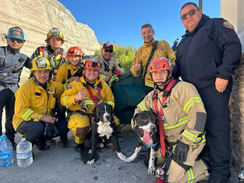 Bomberos rescatan a perritos atrapados en una ladera