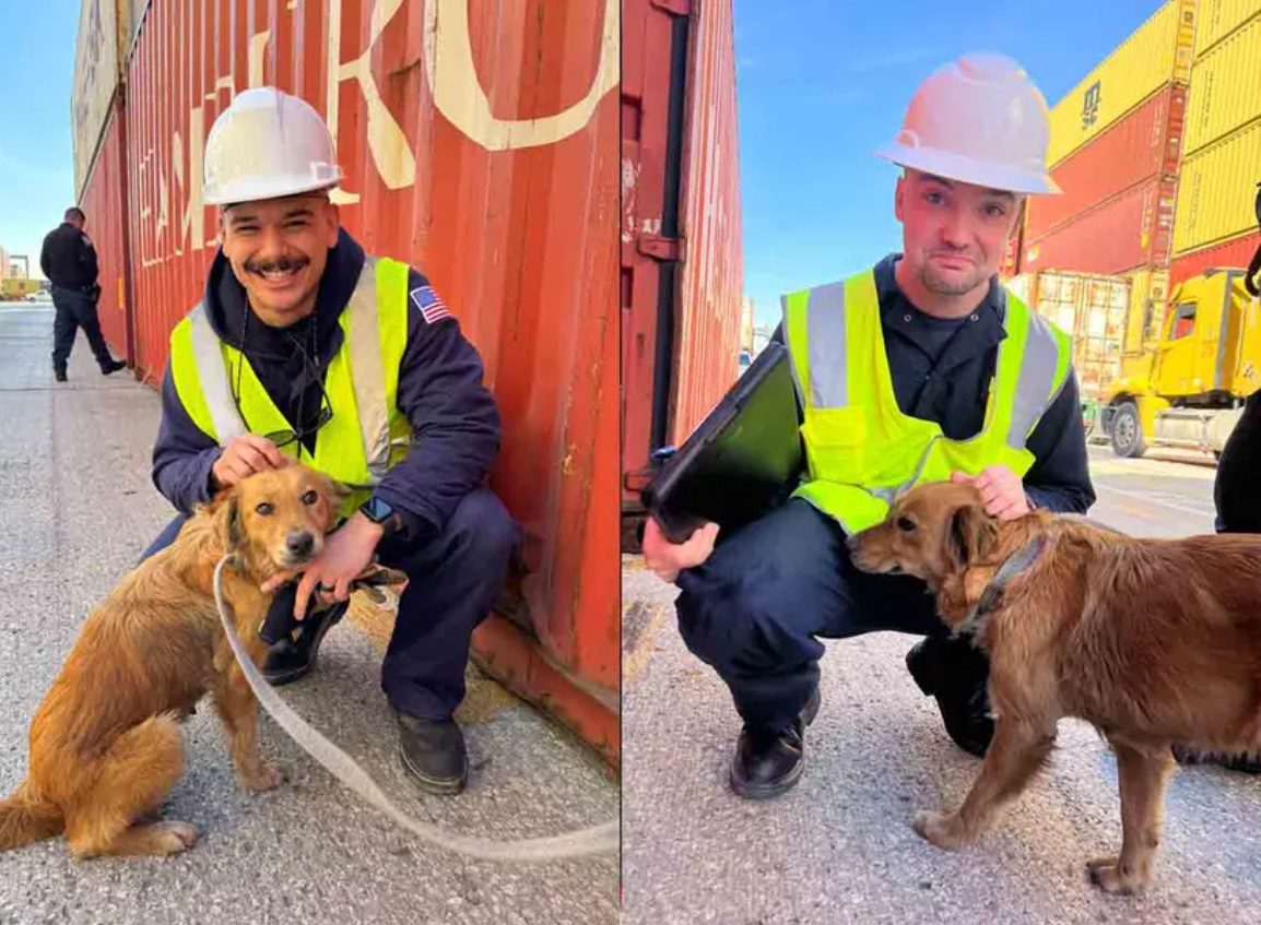 Perrita rescatada por la Guardia Costera tras pasar más de una semana en un contenedor