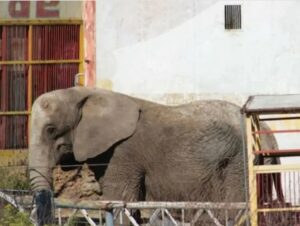 Rescatan a elefanta Annie maltratada en Jalisco
