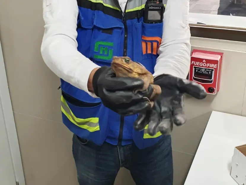 Rescatan a sapo en Metro Pantitlán