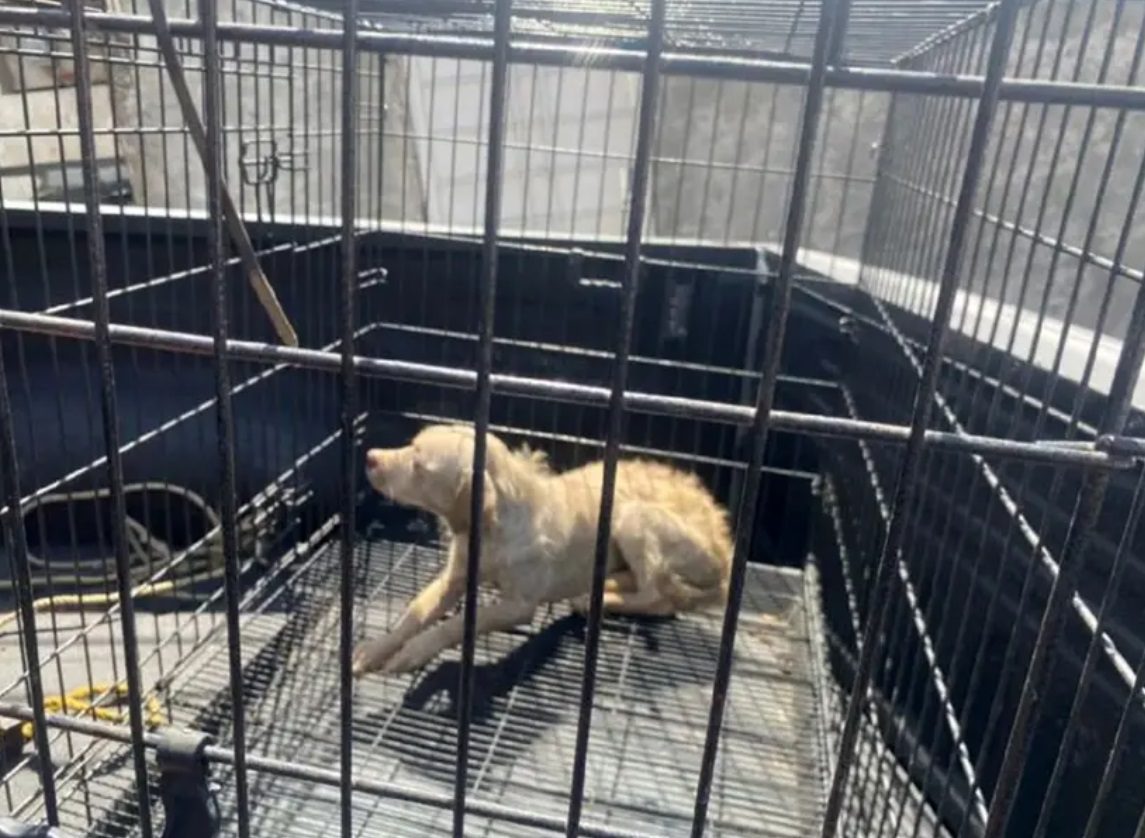 Salvan a lomito atrapado en pozo de más de 3 metros de profundidad