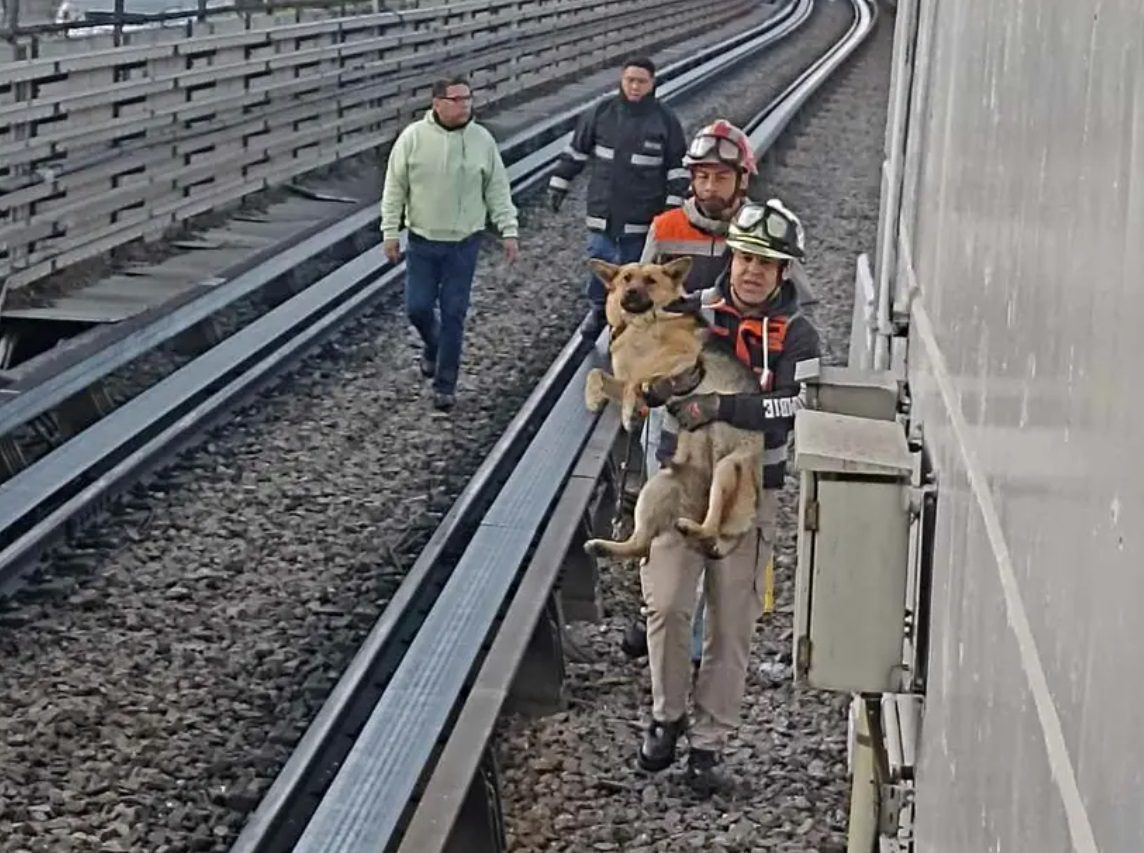 Otro lomito es rescatado en las vías de la Línea B del Metro